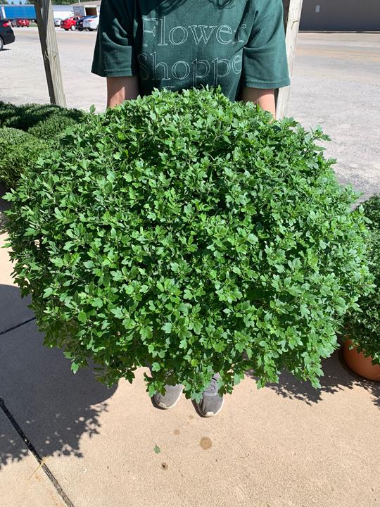 Flower Shoppe Inc. Kankakee, IL